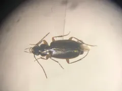 Badister grandiceps thumbnail 2