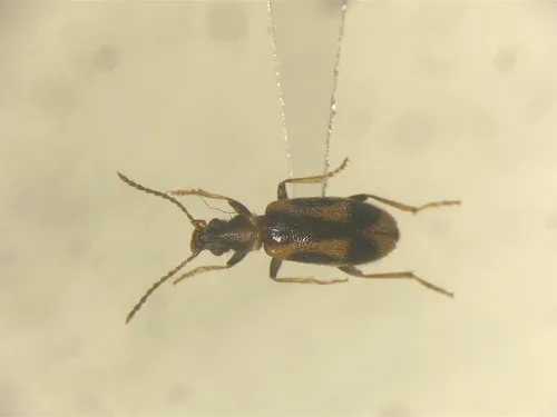 Grappling Antlike Flower Beetle