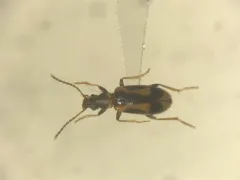 Grappling Antlike Flower Beetle thumbnail 1