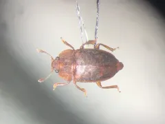 Rufous Sap Beetle thumbnail 2