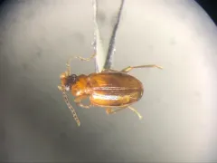 Tachys scitulus thumbnail 2