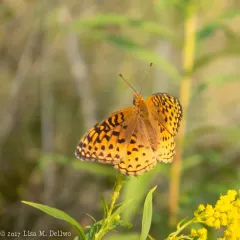 Aphrodite Fritillary thumbnail 2