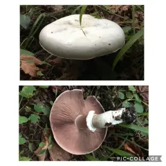 Buck's Agaricus thumbnail 1