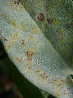 Puccinia convolvuli thumbnail 4