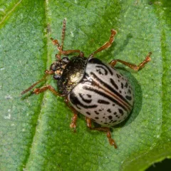 Dogwood Leaf Beetle thumbnail 2