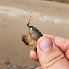 Digger Crayfish thumbnail 3
