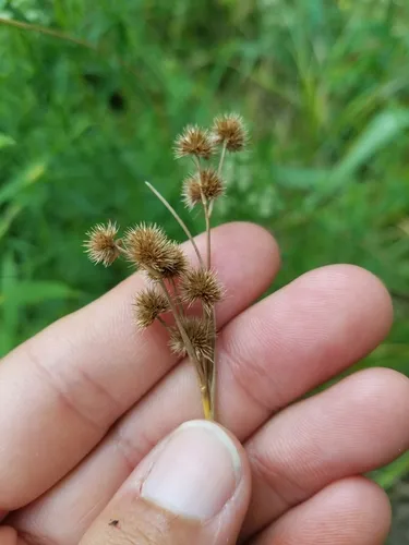 Short-fruit Rush