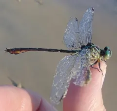 Russet-tipped Clubtail thumbnail 2