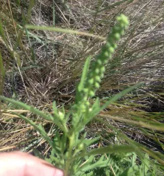 western ragweed thumbnail 2