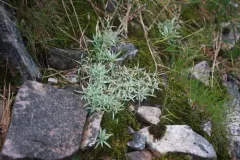 Alpine Cudweed thumbnail 3