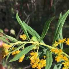 Buffalo Treehopper thumbnail 3