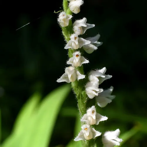 lesser rattlesnake plantain