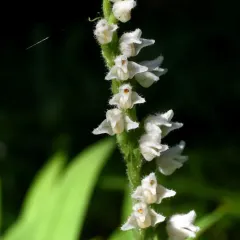 lesser rattlesnake plantain thumbnail 1
