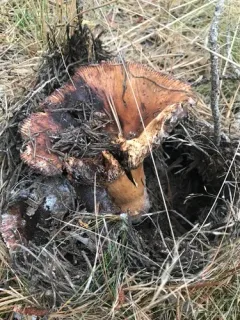Orange Bile Mushroom thumbnail 2