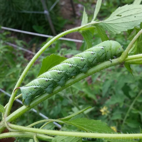 Carolina Sphinx