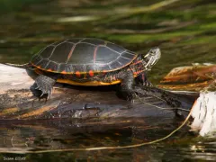 Painted Turtle thumbnail 2
