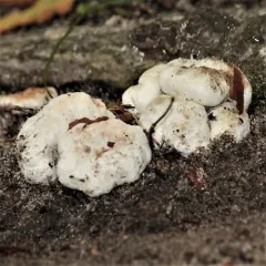 Aborted entoloma thumbnail 2