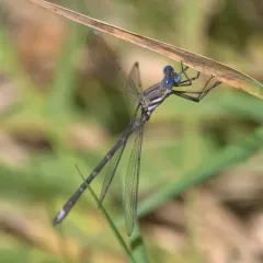 California Spreadwing thumbnail 4