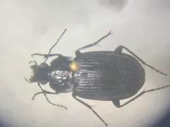 Chlaenius niger thumbnail 2