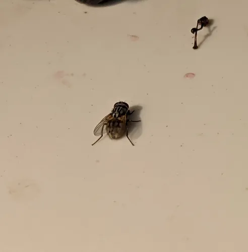 Face fly