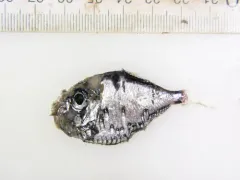Slope Hatchetfish thumbnail 2