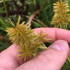 straw-colored flatsedge thumbnail 4