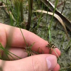 Brown Flatsedge thumbnail 2