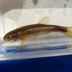Finescale Dace thumbnail 4