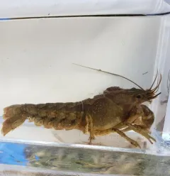 Calico Crayfish thumbnail 3