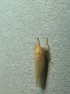 Corn Leafhopper thumbnail 4