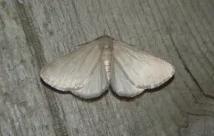 Immaculate Idia Moth thumbnail 4