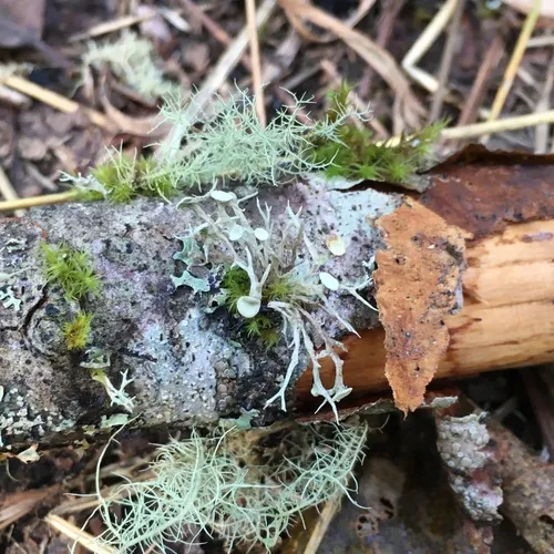 Punctured Bushy Lichen