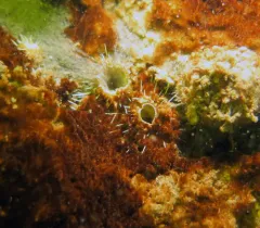 Sea Hedgehog thumbnail 2