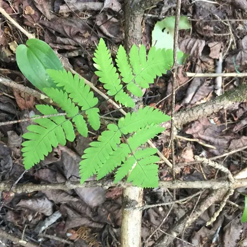 northern oak fern