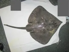 Spinytail Skate thumbnail 2