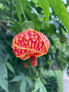 Redvein Abutilon thumbnail 2