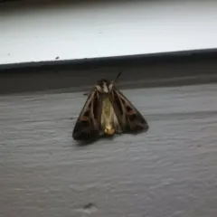 Dingy Cutworm Moth thumbnail 3