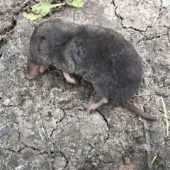 Northern Short-tailed Shrew thumbnail 2