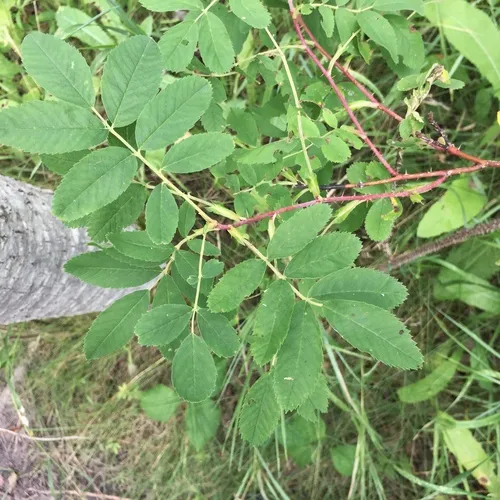 Woods' rose
