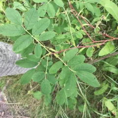 Woods' rose thumbnail 1