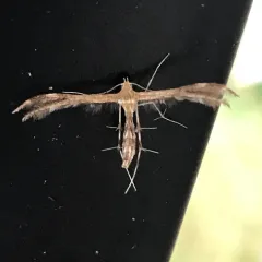 Lobed Plume Moth thumbnail 3