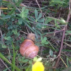 Brown-lipped Snail thumbnail 3