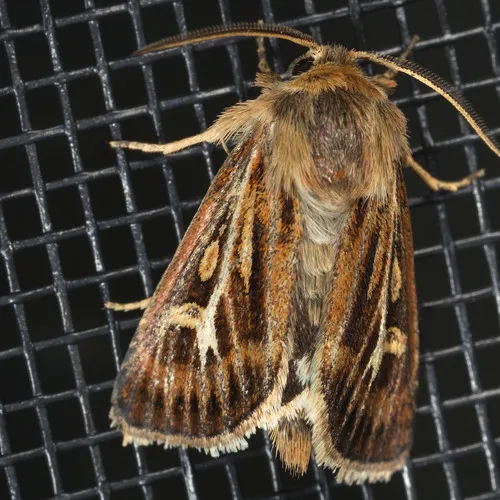 Antler Moth