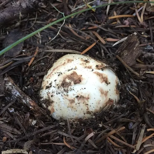 Western Matsutake