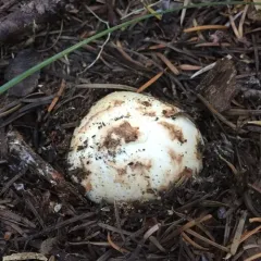 Western Matsutake thumbnail 1
