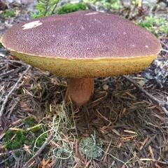 admirable bolete thumbnail 1