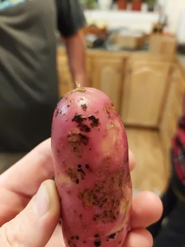 Brown Patch Disease