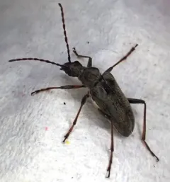 Acmaeops proteus thumbnail 1