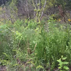 compass plant thumbnail 2