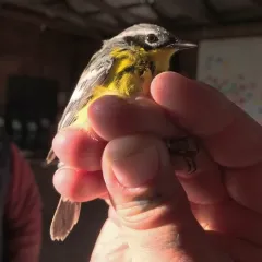Magnolia Warbler thumbnail 2